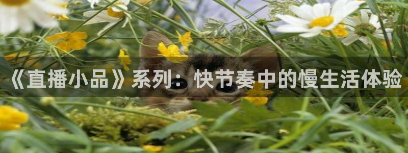 nba直播吧无插件版：《直播小品》系列：快节奏中的慢生活体验